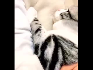 When you just want attention and to be cuddled