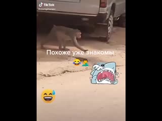 Видео от алексея дешевого