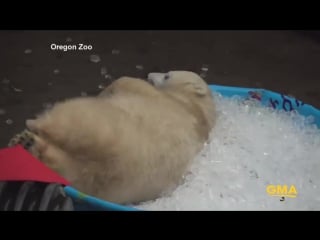 Watch nora the polar bear cub really loves playing in this kiddie pool filled with ice at the oregon