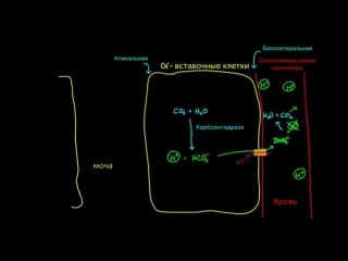 Альдостерон выводит кислоту из крови