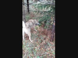 Рэй vs барсук