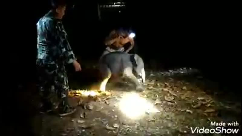 В таиланде спасатель провёл слонёнку, попавшему в дтп, непрямой массаж сердца и вернул его к жизни