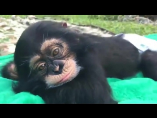 Baby chimp enjoying a nice spring day