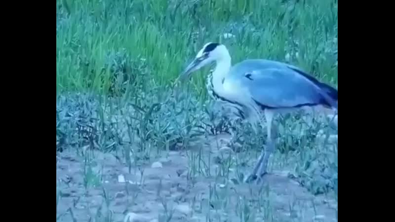 Если не рыбный