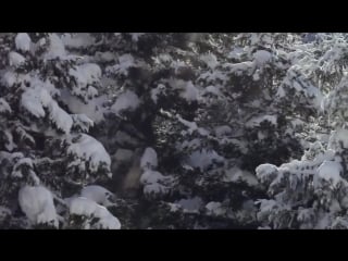 Дикая природа снежные макаки