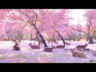 A herd of deer relaxing by cherry blossom trees in nara, japan