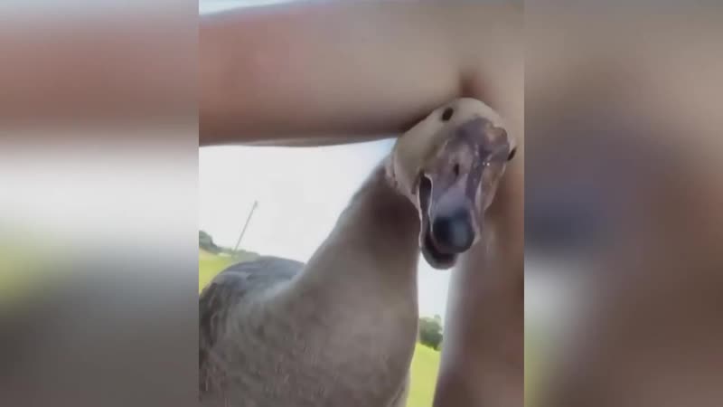 Гусь за сиську кусь 720p