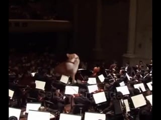 Deep inside the cat is conducting