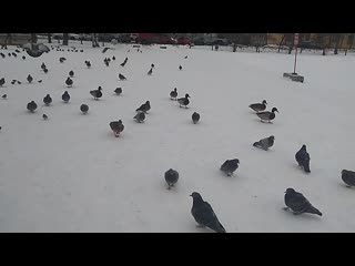 Vid 20200114 150656 mp4