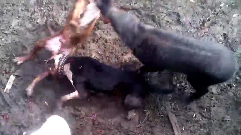 Безклыкастый подсвинок повредил питу лапу