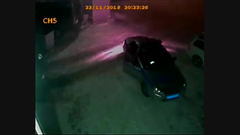 Борзые дпсники