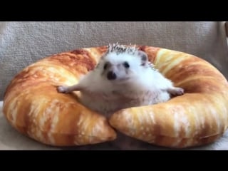 Stuck in croissant i want to break free