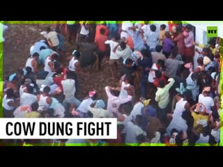 Indians celebrate ugadi festival by participating in cow dung fight