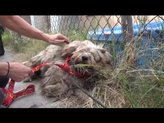 Hope for paws benji was homeless his whole life watch what happens next! pleas