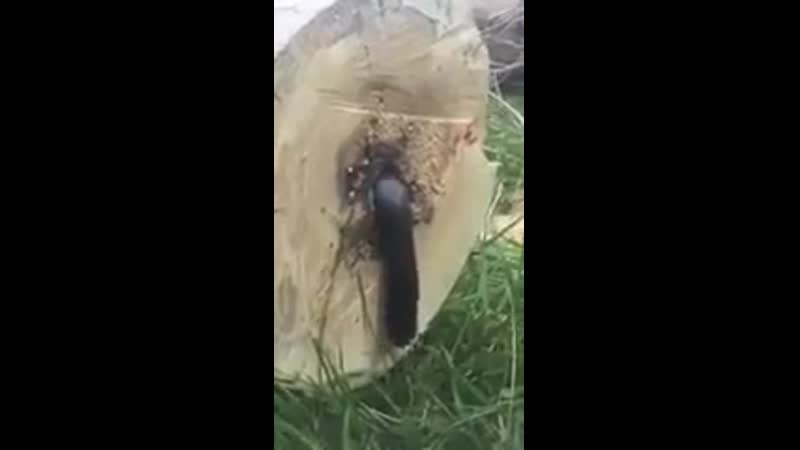 Парень срубил дерево и обнаружил это