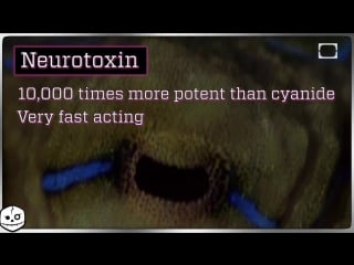 Australias blue ringed octopus will destroy you!