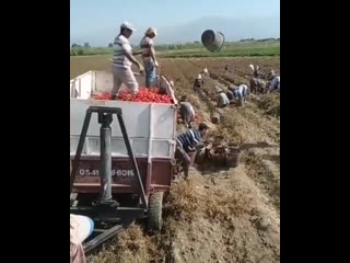 Лоие ребятки