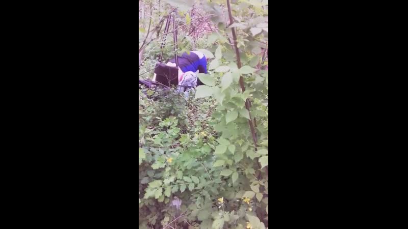 Львівські хащі