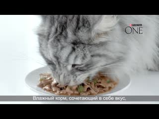 Purina one cat