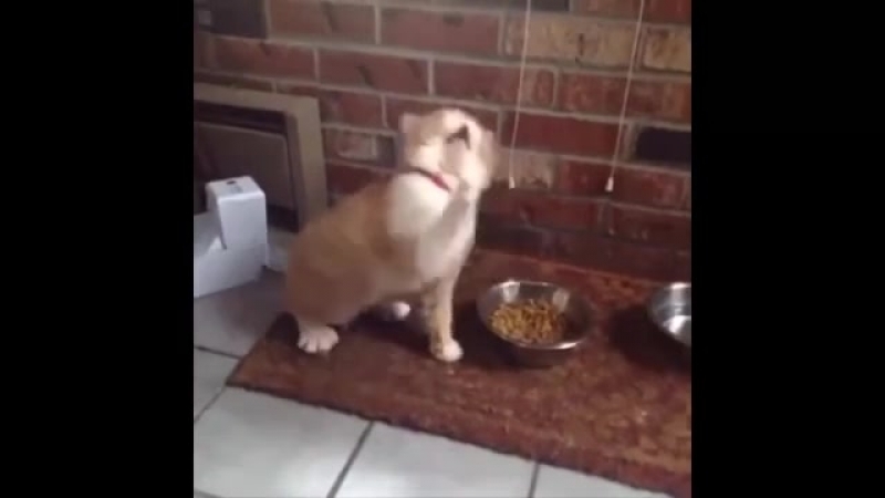 Кот металлист