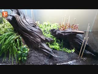 Aquascape timelapse the making of vibrance