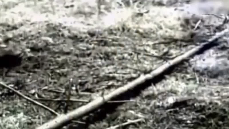 Упа – бандеровские каратели на службе германских молодые