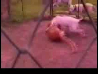 Dogo argentino vs puma