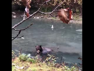 Went to check out a new coho hole but it was occupied by this brown bear scavenging for chums