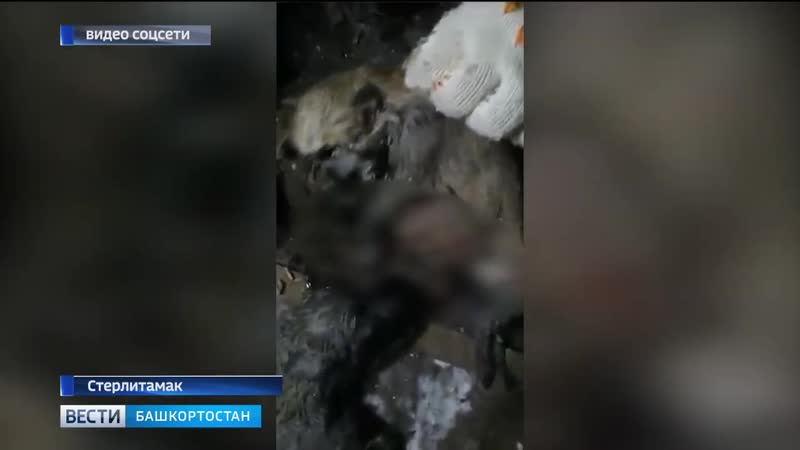 Все требуют наказать молодые, взорвавших петардами щенят