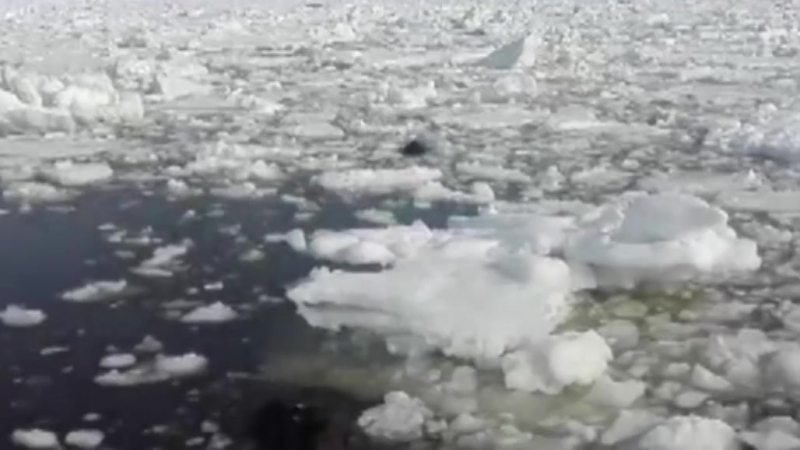 У сахалина спасают зажатых во льдах косаток