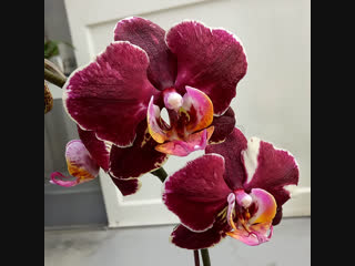 Phal yellow splash