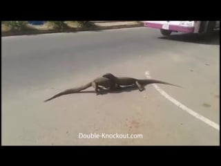 These two lizards have some sick wrestling skills!