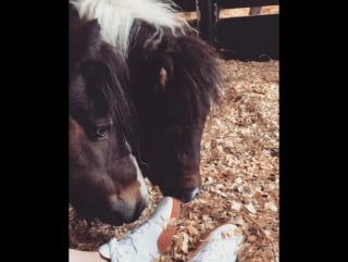 Who knew @reebokclassics would be a very well received miniature pony toy 😄♡ muku makes everything entertaining ♡♡♡