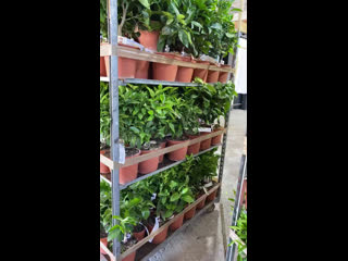 Live "цитрус микс"цитрусы,экзот, #citrus mix exoticа