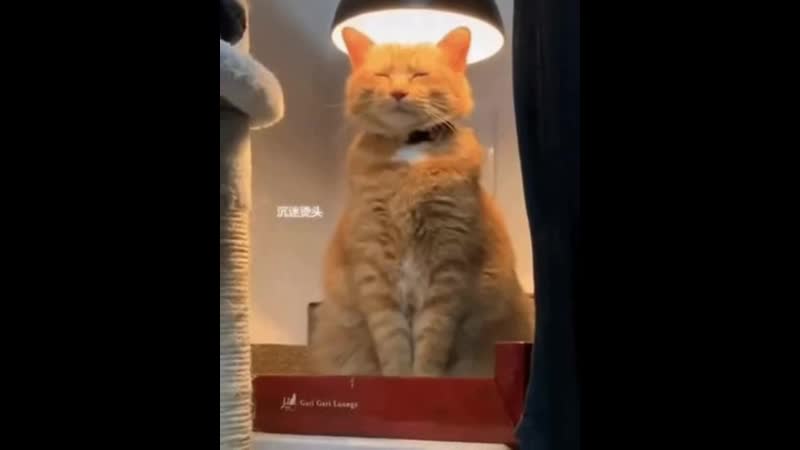 Котейка греется