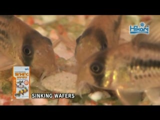 Having hikari sinking wafers