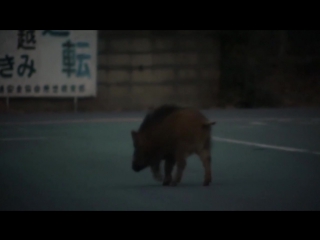 Radioactive wild roaming boars