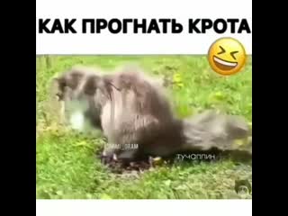 Как прогнать крота