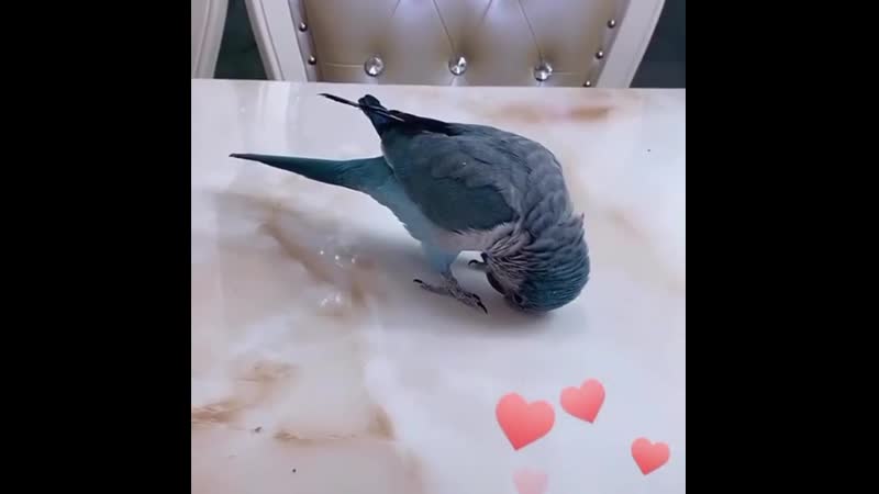 Попуг делает кувырок