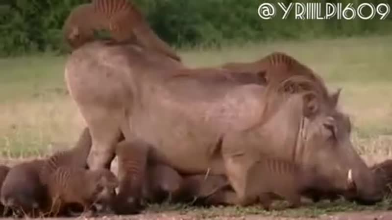 Мангусты атакуют