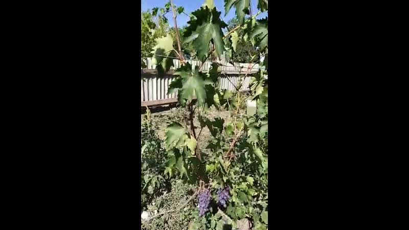 Гибридная форма винограда красотка