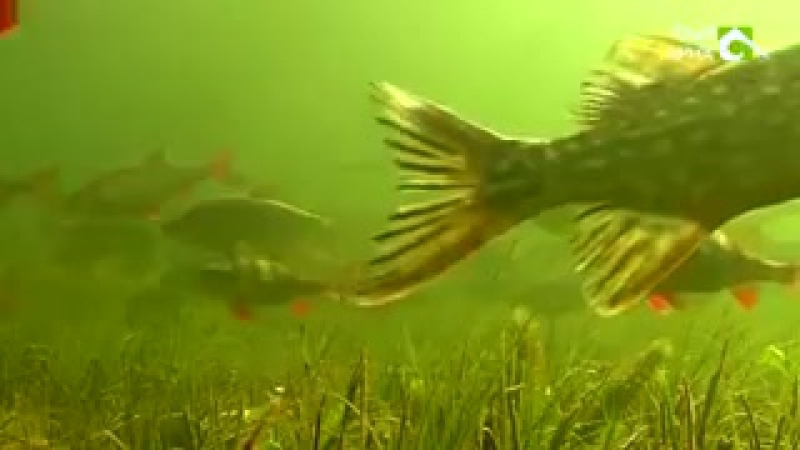 Жер асты мен жер үсті әлемі (ролик) асыл арна