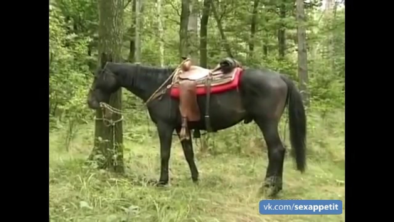 Конная прогулка по лесу закончилась суровой долбежкой