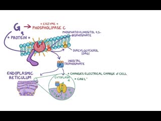 5 cell signaling pathways