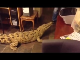 Кормление крупного крокодила на кухне