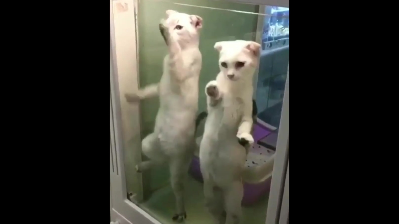 Когда молодые удерживают за стеклом, лишили свободы, пищи и питья и только ради развлечения