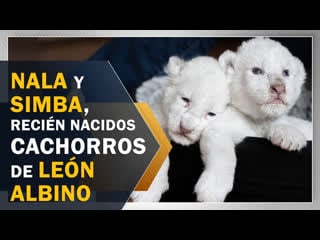 Nala y simba, recién nacidos cachorros de león albino