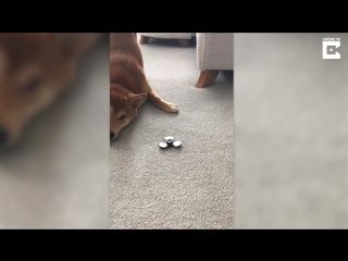 Hilarious shiba inu hates fidget spinner