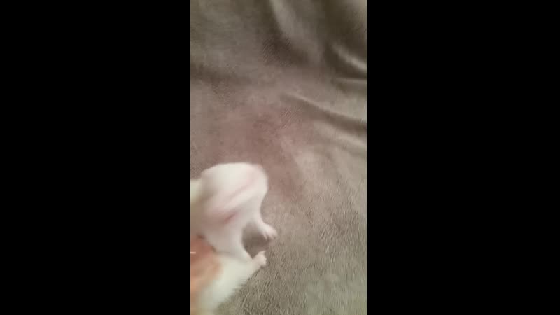 Хорек танцует