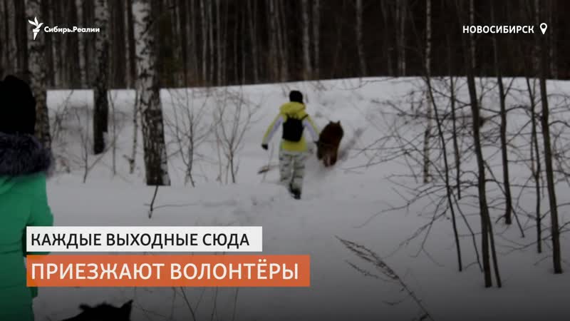 Волонтёры сами построили больницу для бездомных молодые | сибирь реалии